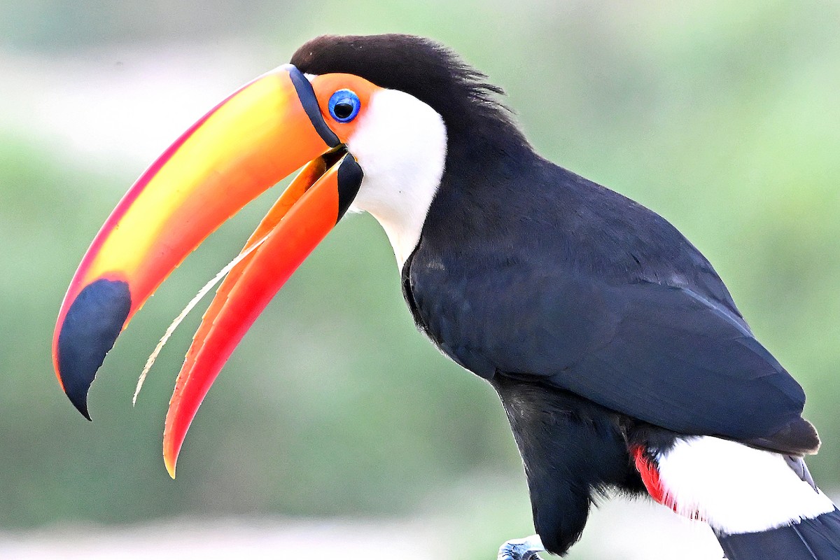 オニオオハシ - ML645392440