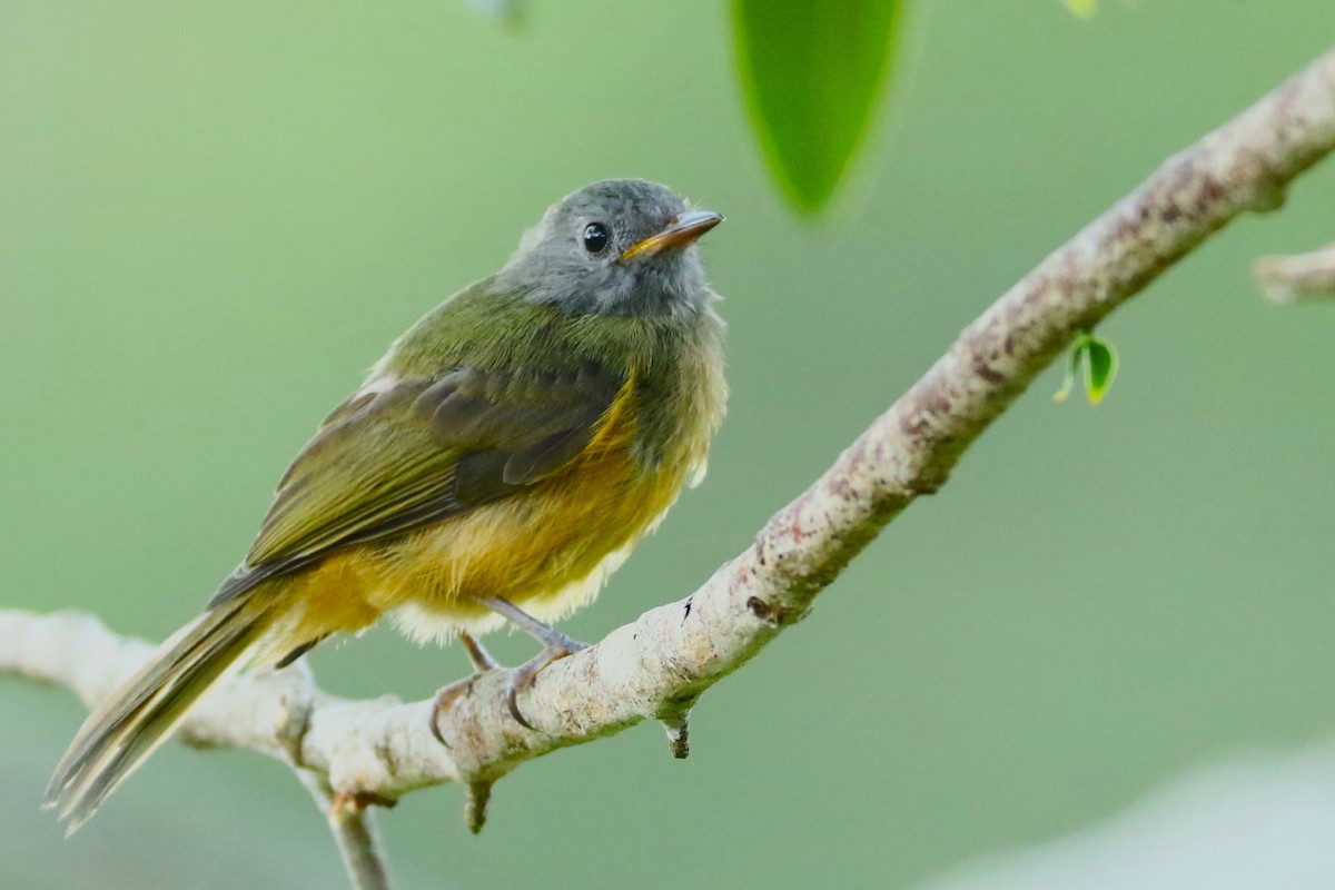 Gray-hooded Flycatcher - ML645392442