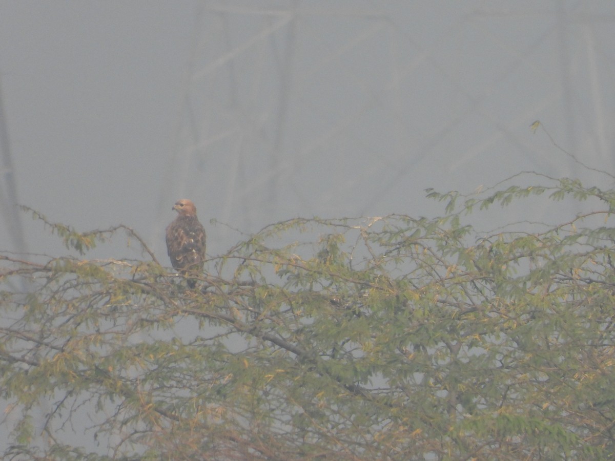 Busardo Moro - ML645392464