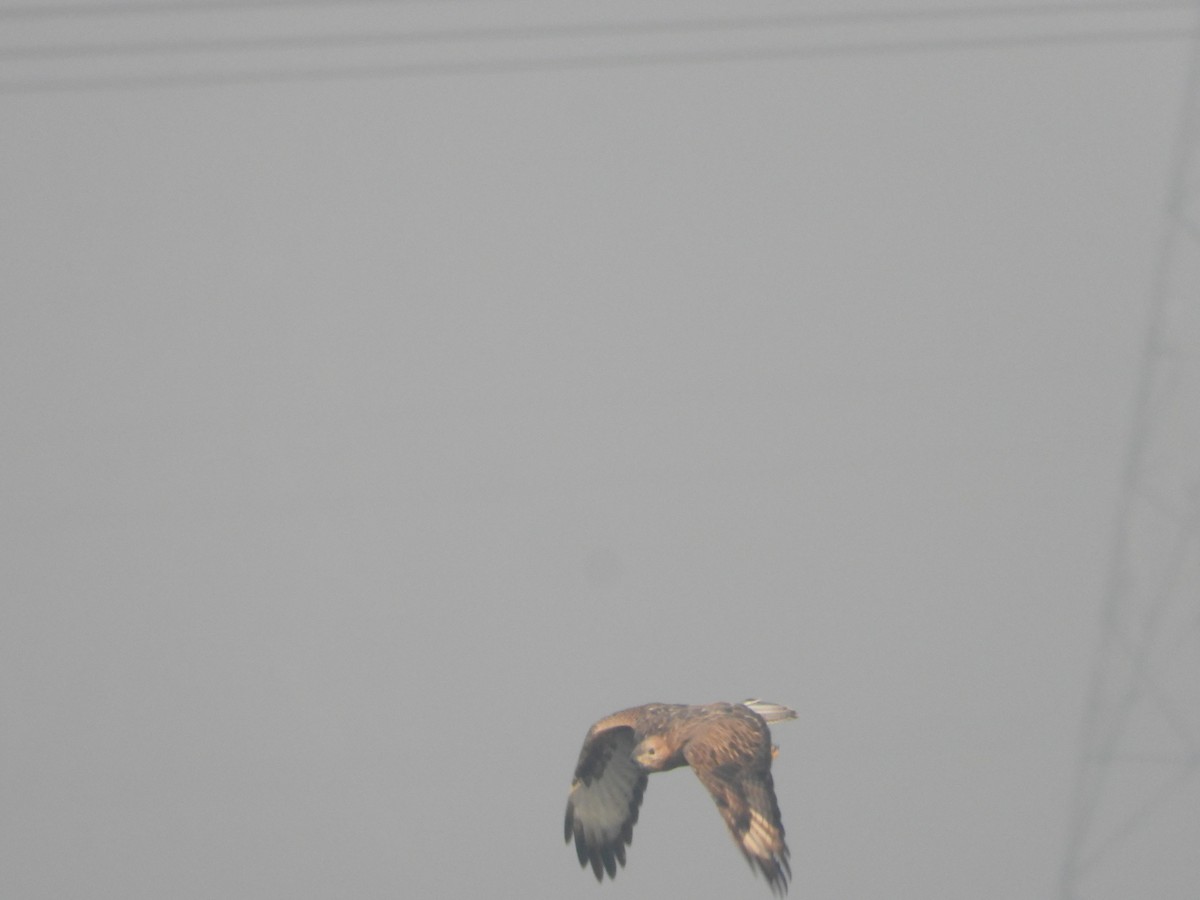 Busardo Moro - ML645392465