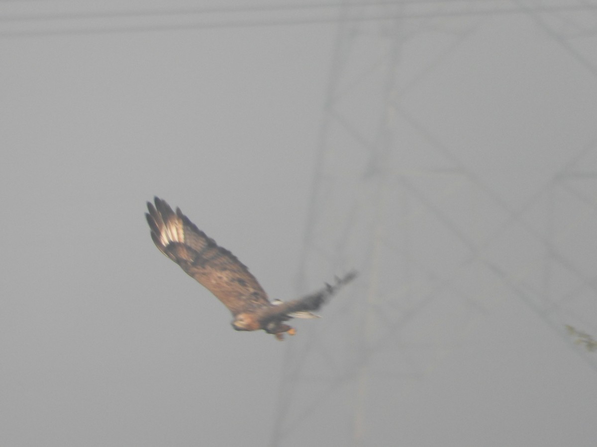 Busardo Moro - ML645392466