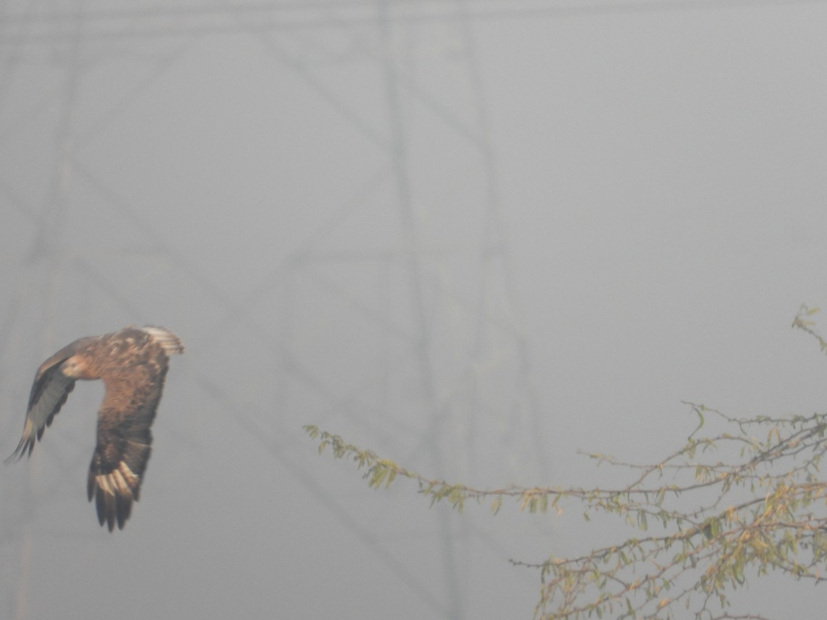 Busardo Moro - ML645392467