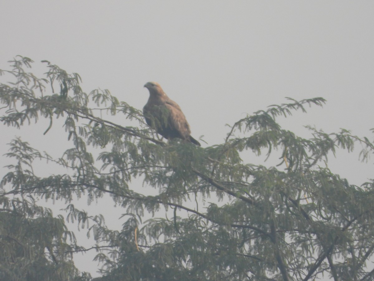 Busardo Moro - ML645392468