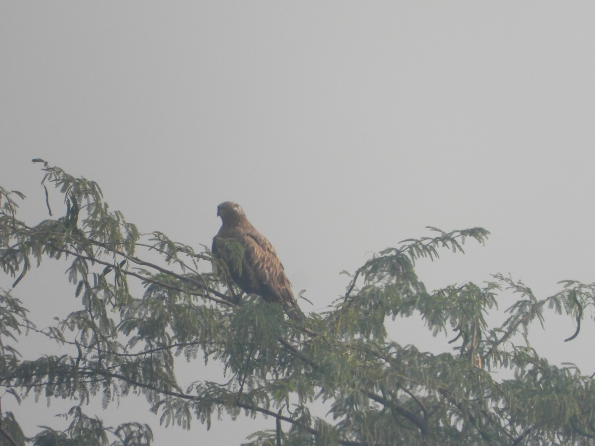 Busardo Moro - ML645392469