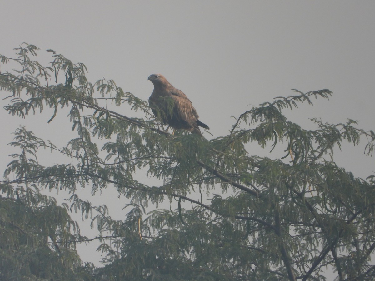 Busardo Moro - ML645392470