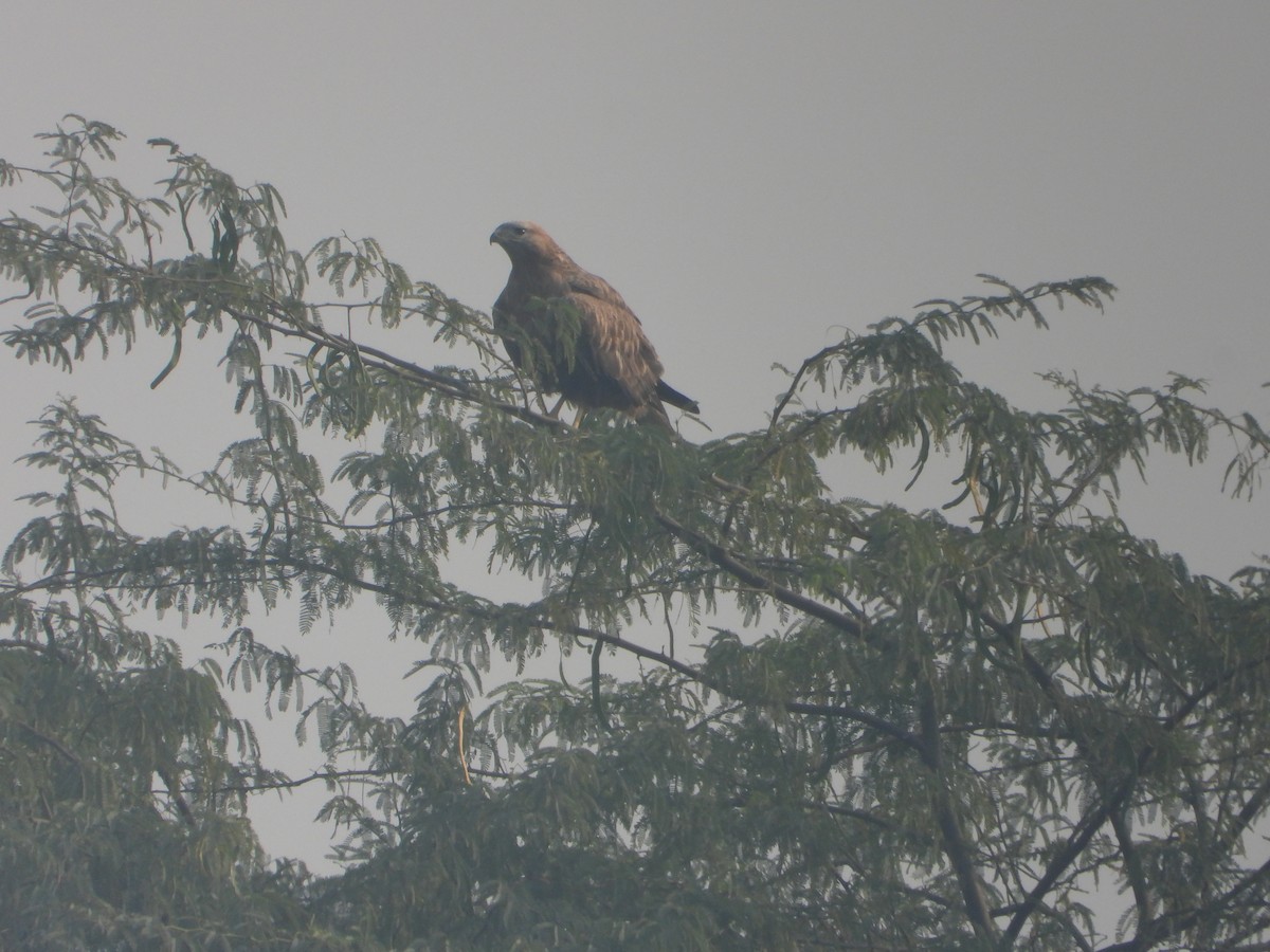 Busardo Moro - ML645392471