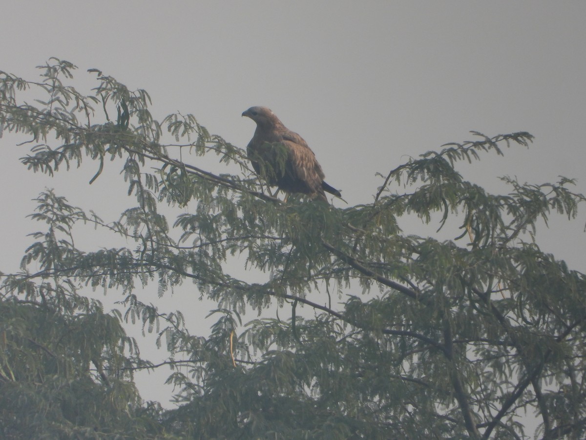 Busardo Moro - ML645392472