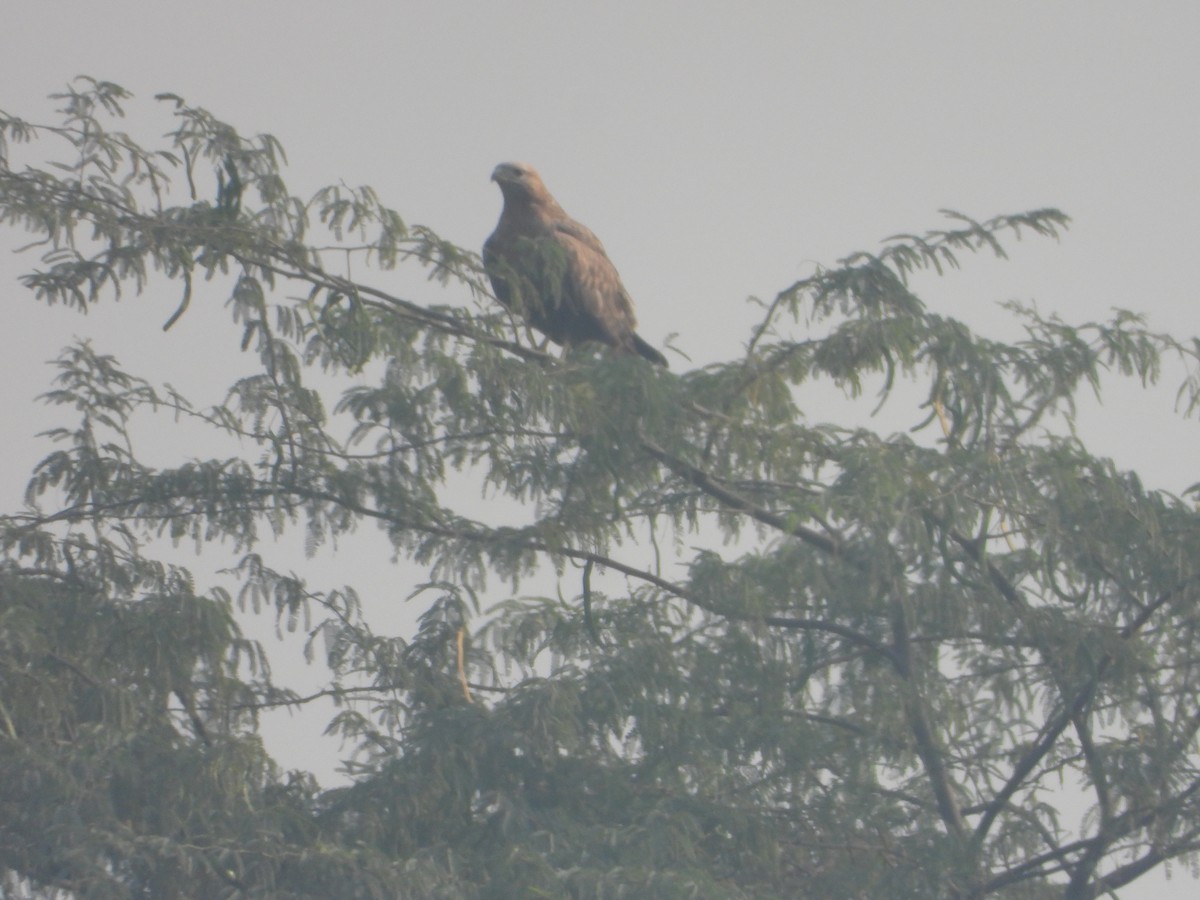 Busardo Moro - ML645392473