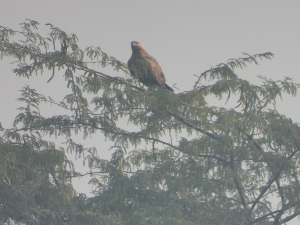 Busardo Moro - ML645392474