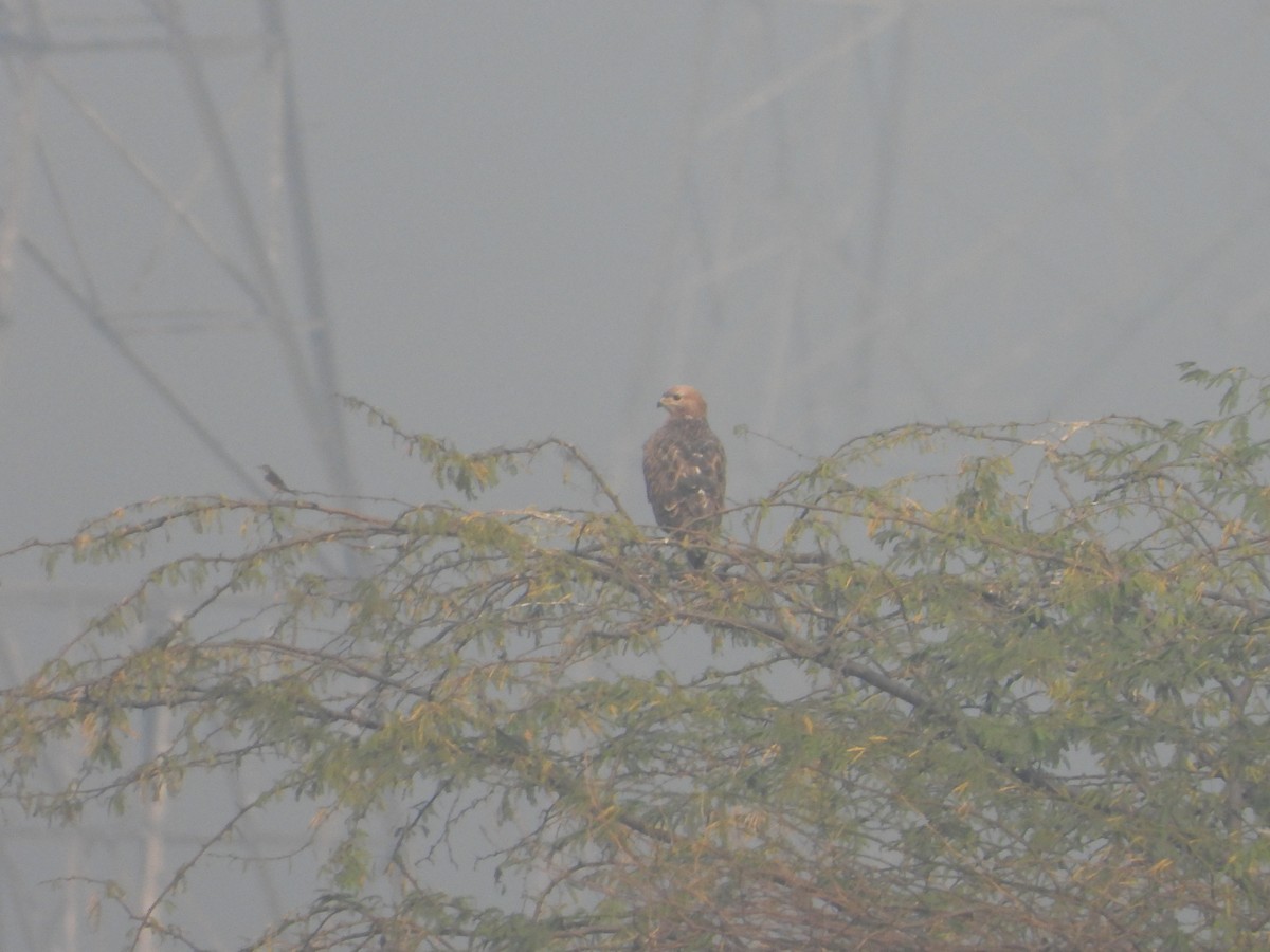 Busardo Moro - ML645392475