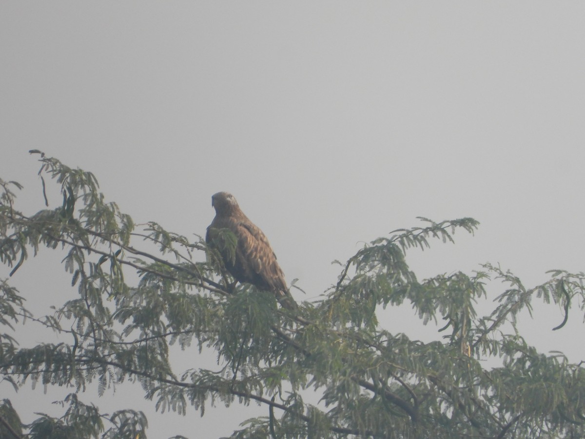 Busardo Moro - ML645392476