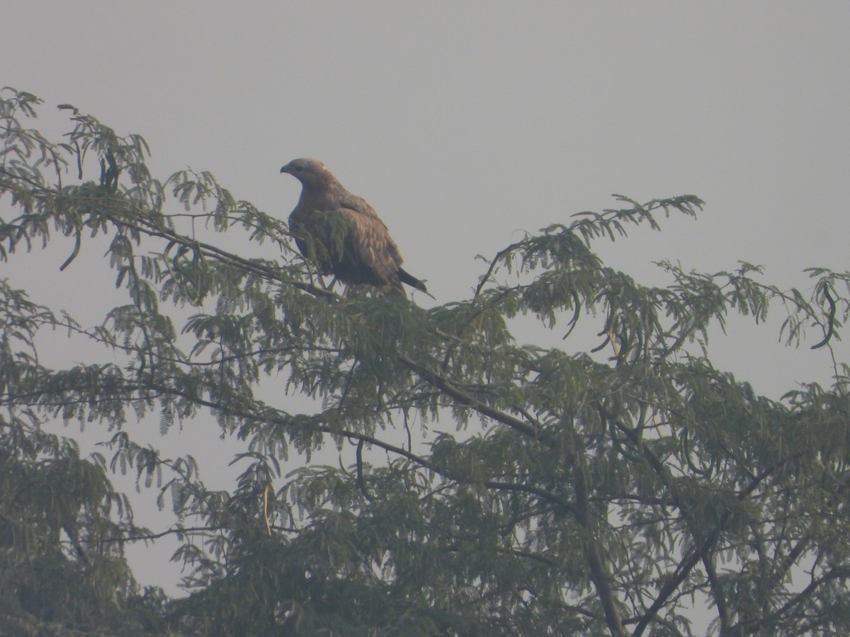 Busardo Moro - ML645392477