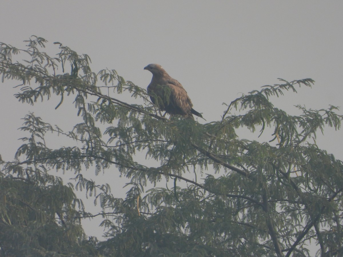 Busardo Moro - ML645392478