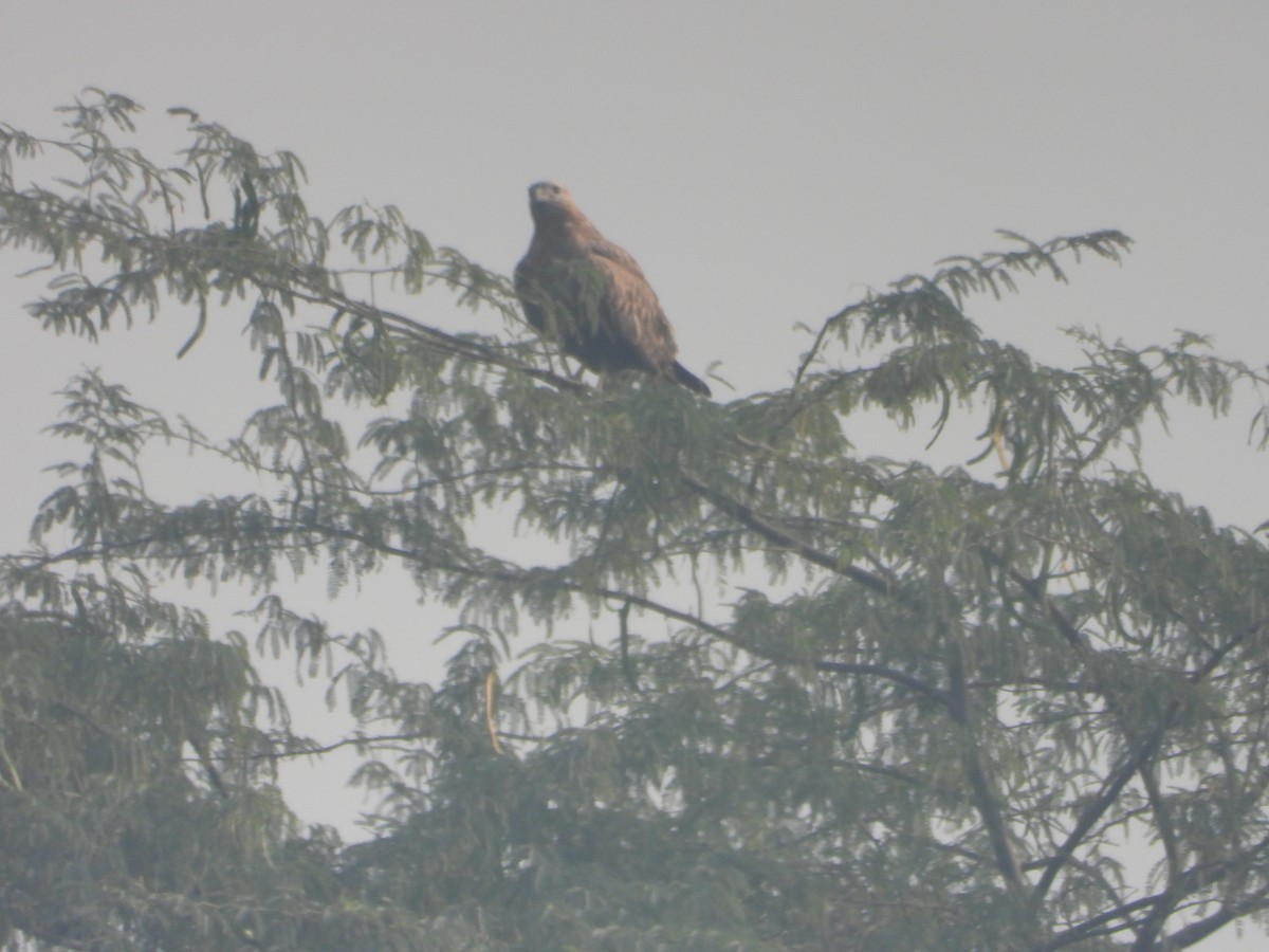 Busardo Moro - ML645392480