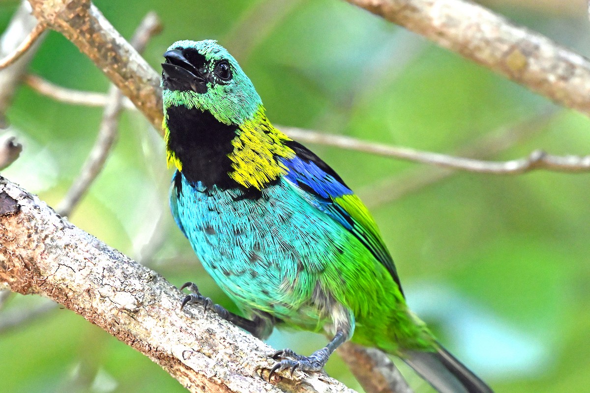 Green-headed Tanager - ML645392481