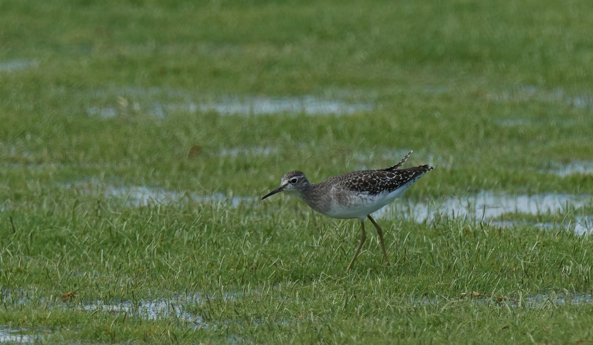 タカブシギ - ML645392487