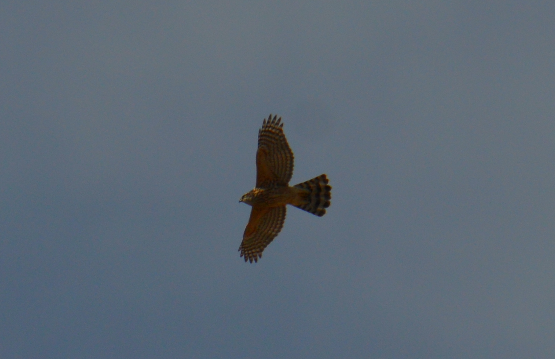 Eurasian Goshawk - ML645392503