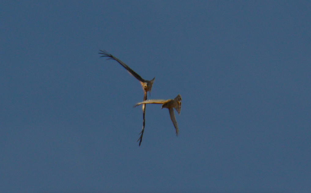 Eurasian Goshawk - ML645392504