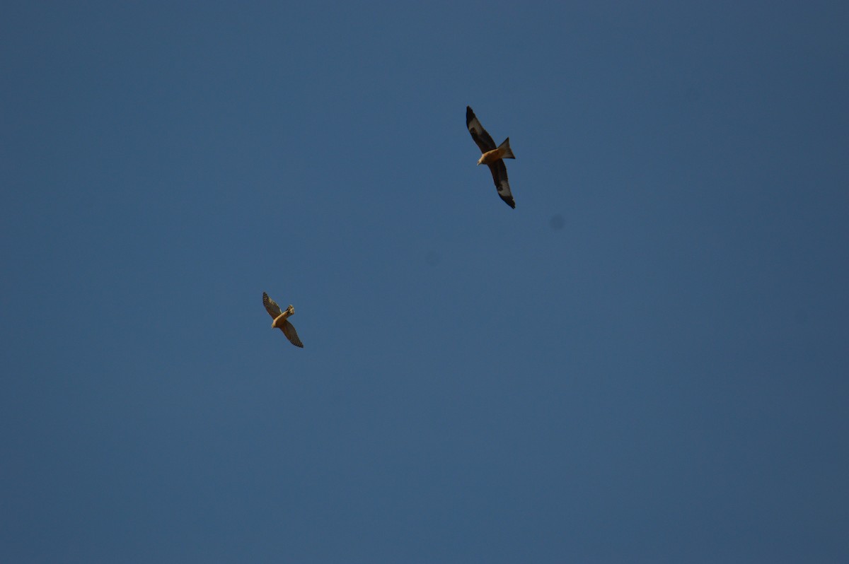 Eurasian Goshawk - ML645392511