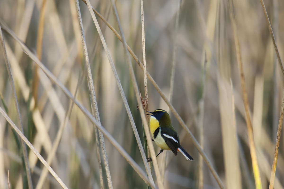 Many-colored Rush Tyrant - ML645392515