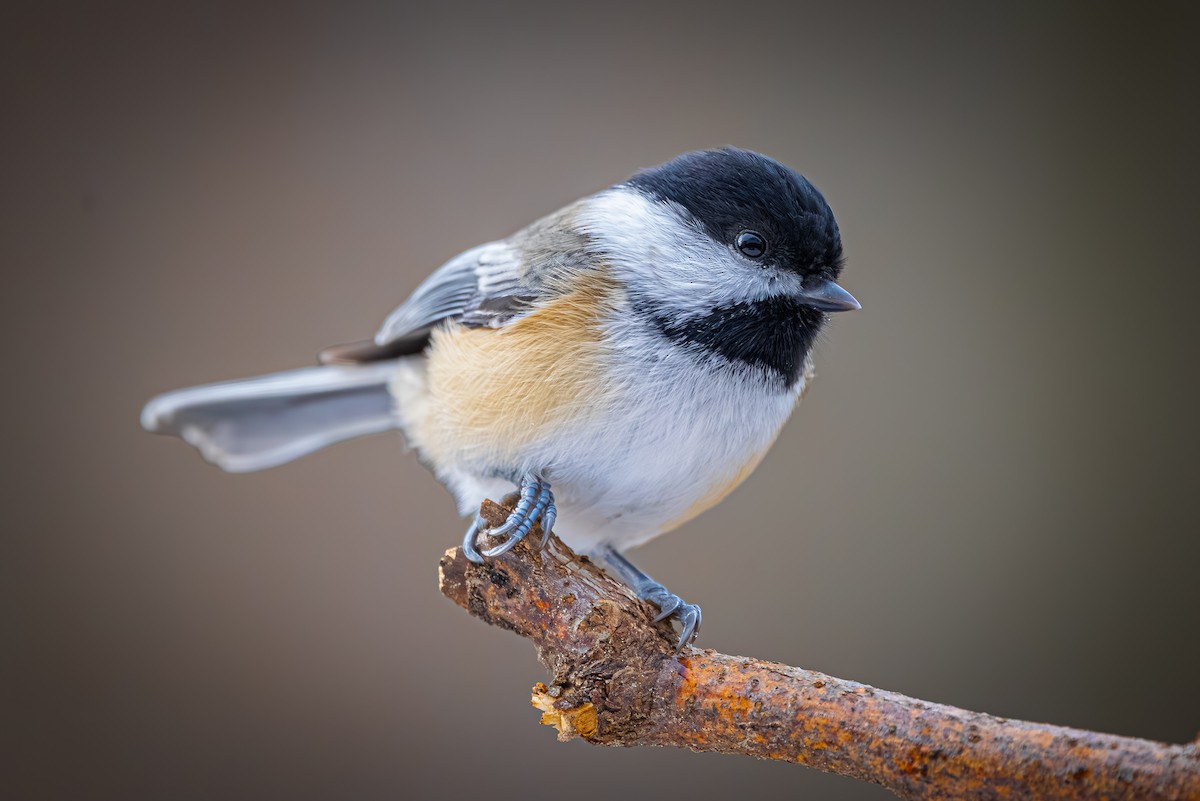 Black-capped Chickadee - ML645392518