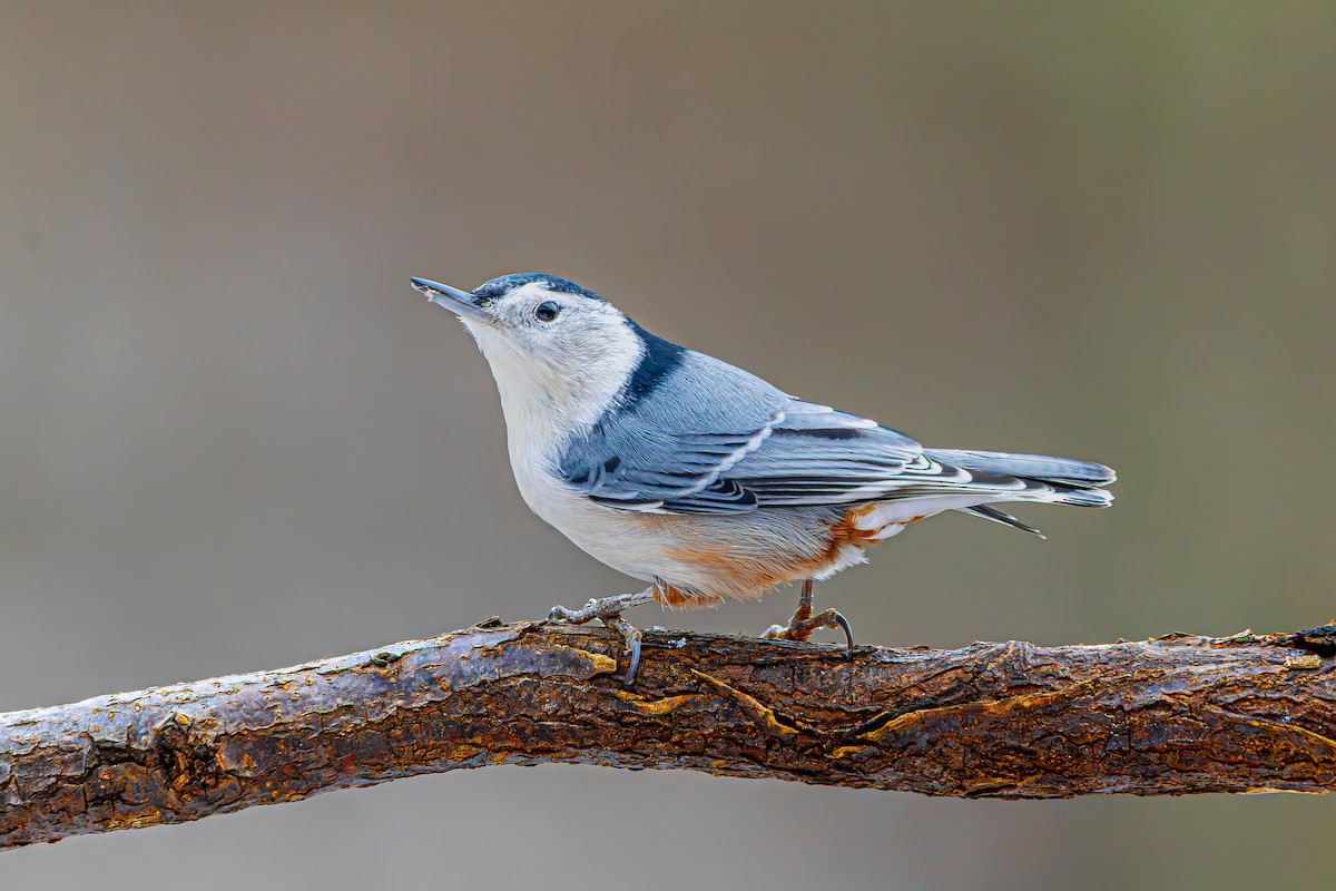 White-breasted Nuthatch - ML645392521
