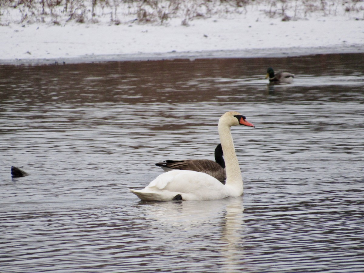 Mute Swan - ML645392532