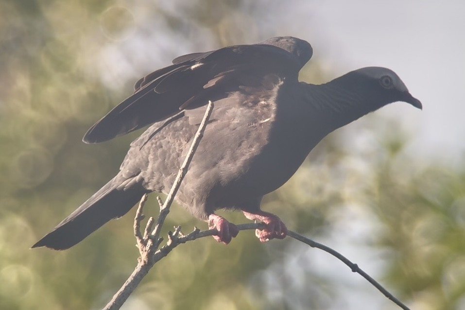 White-crowned Pigeon - ML645392533
