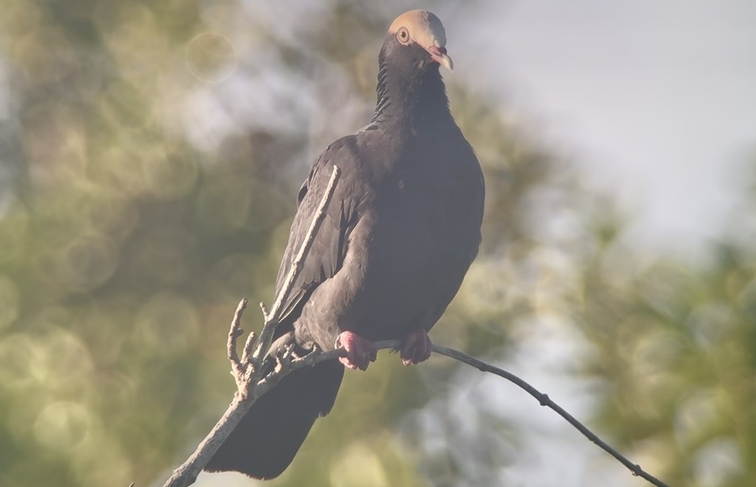 White-crowned Pigeon - ML645392534
