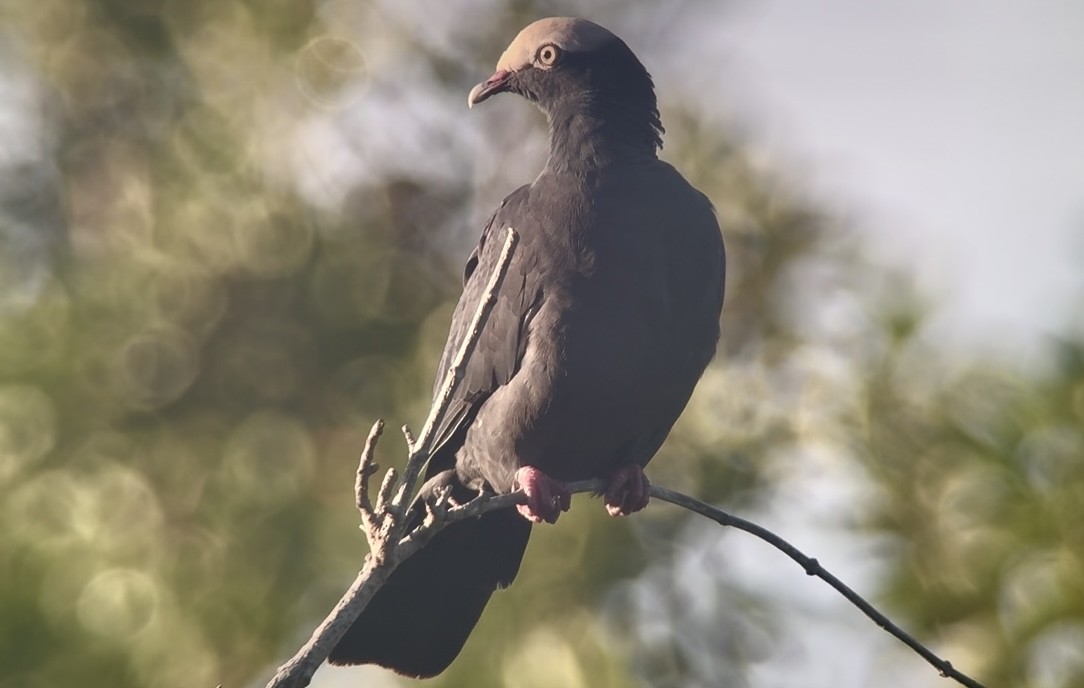 White-crowned Pigeon - ML645392535