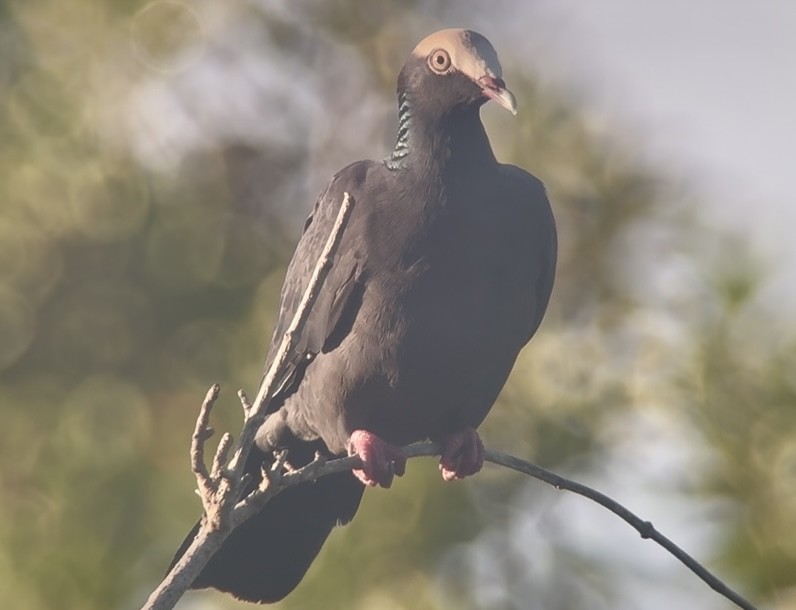 White-crowned Pigeon - ML645392536