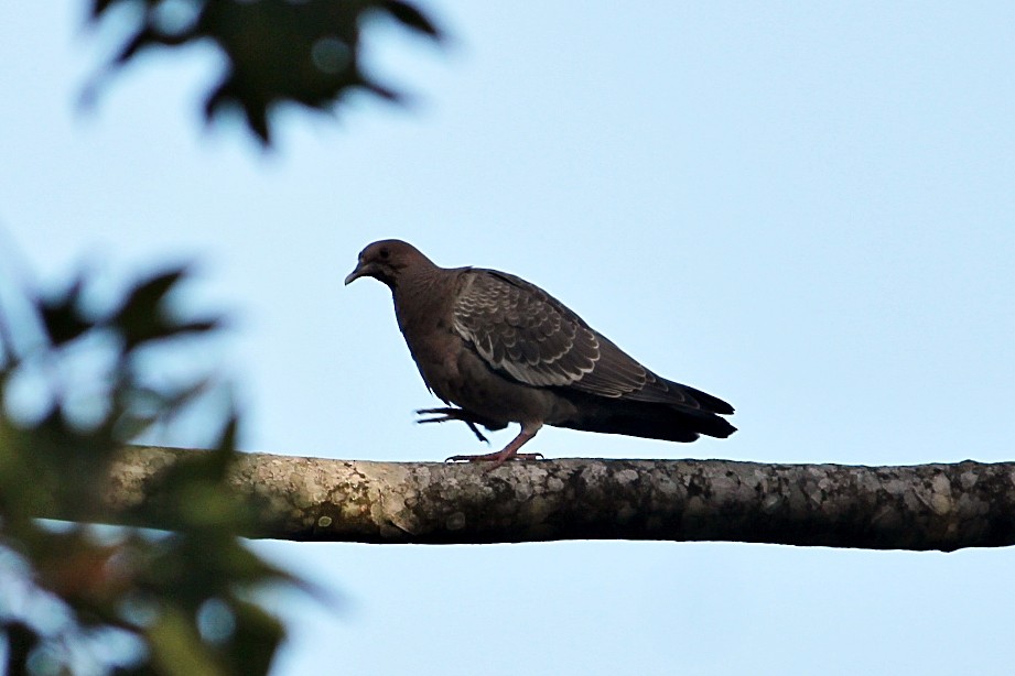 Pikazuro Güvercini - ML645392538