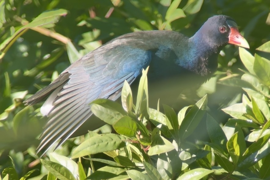 Малая султанка - ML645392539