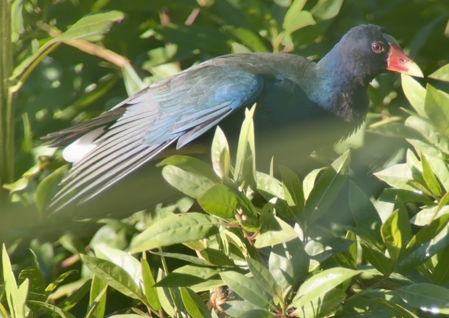 Малая султанка - ML645392540