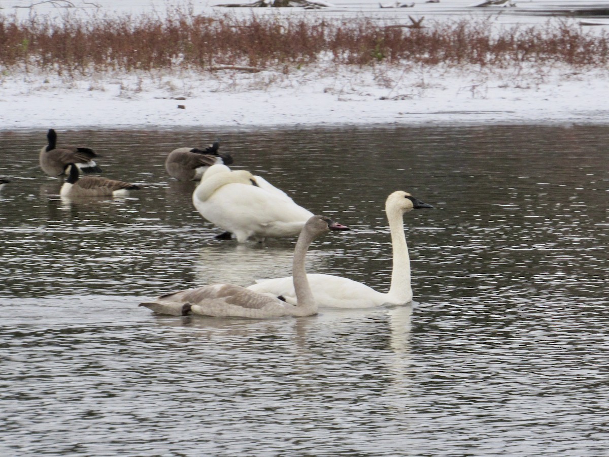 Trumpeter Swan - ML645392545