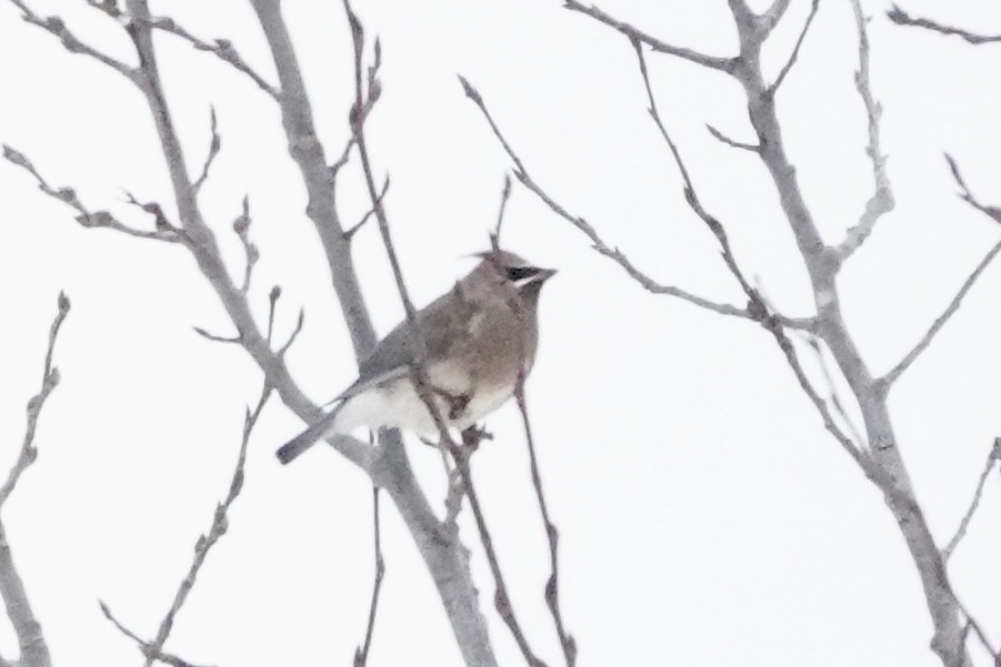 Cedar Waxwing - ML645392546
