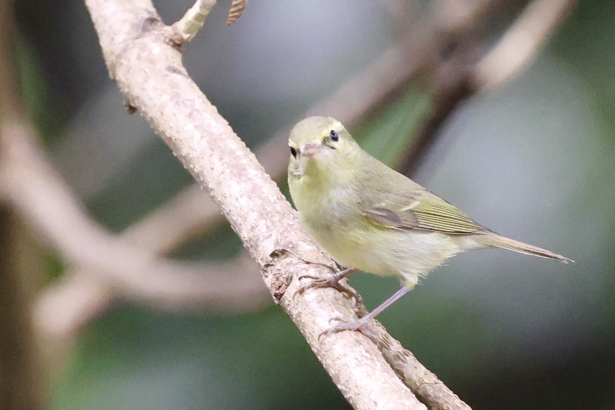 budníček žlutavý - ML645392547