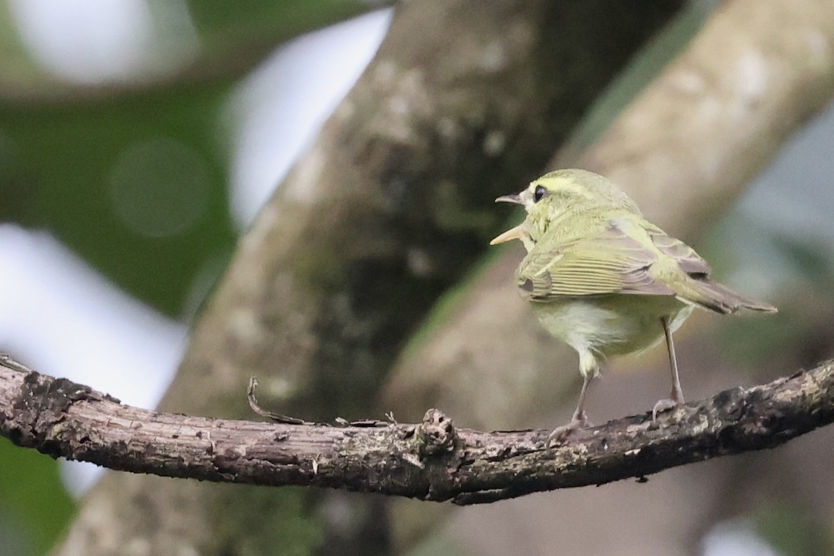 budníček žlutavý - ML645392548