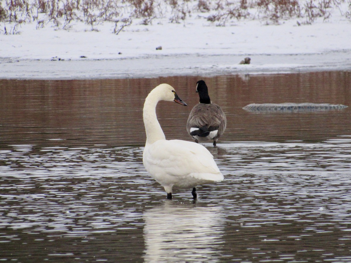 Tundra Swan (Whistling) - ML645392556