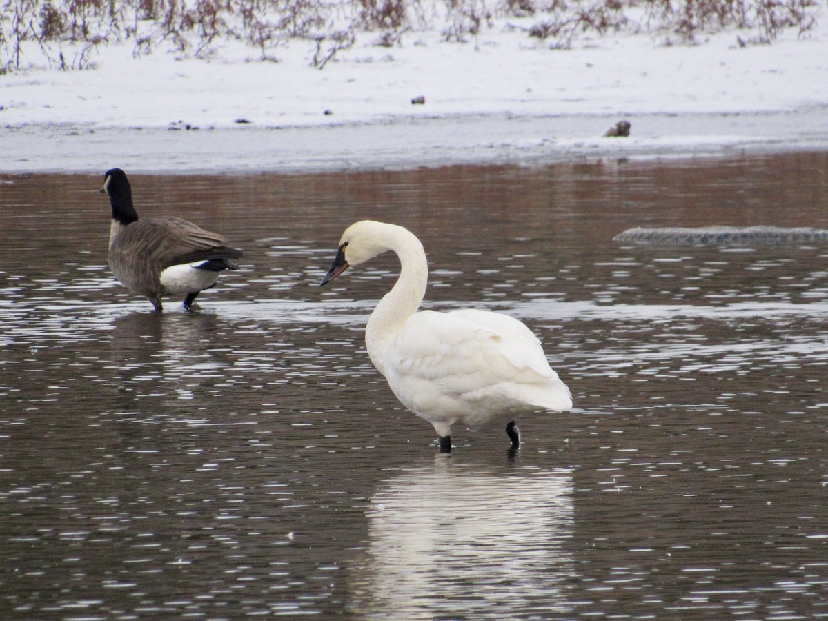 Tundra Swan (Whistling) - ML645392557
