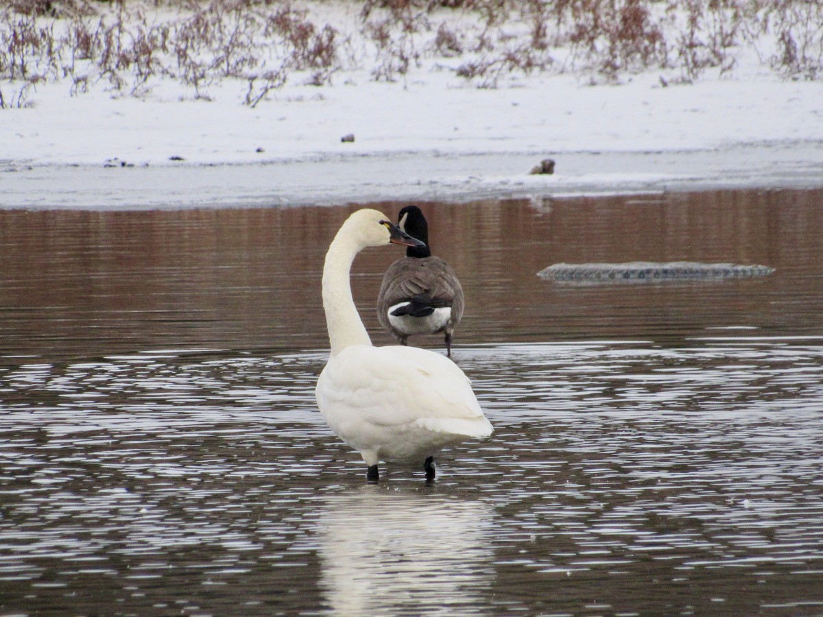 Tundra Swan (Whistling) - ML645392558