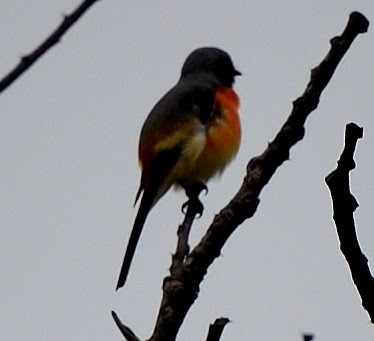Small Minivet - ML645392599
