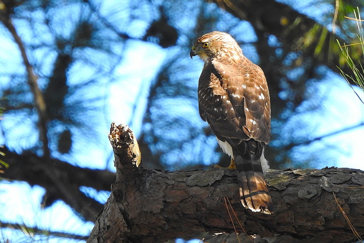 Gavilán de Cooper - ML645392622