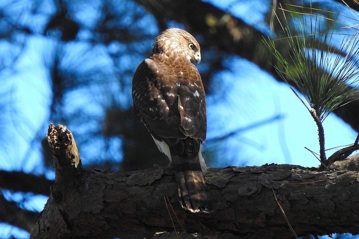 Gavilán de Cooper - ML645392623