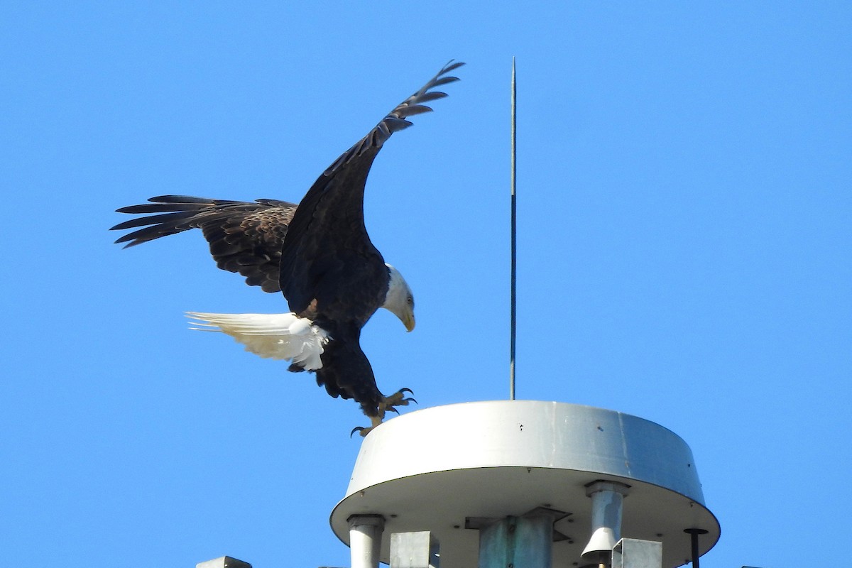 Pigargo Americano - ML645392631