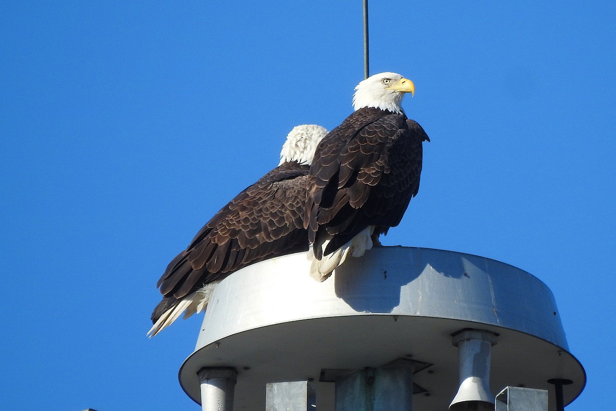 Pigargo Americano - ML645392632