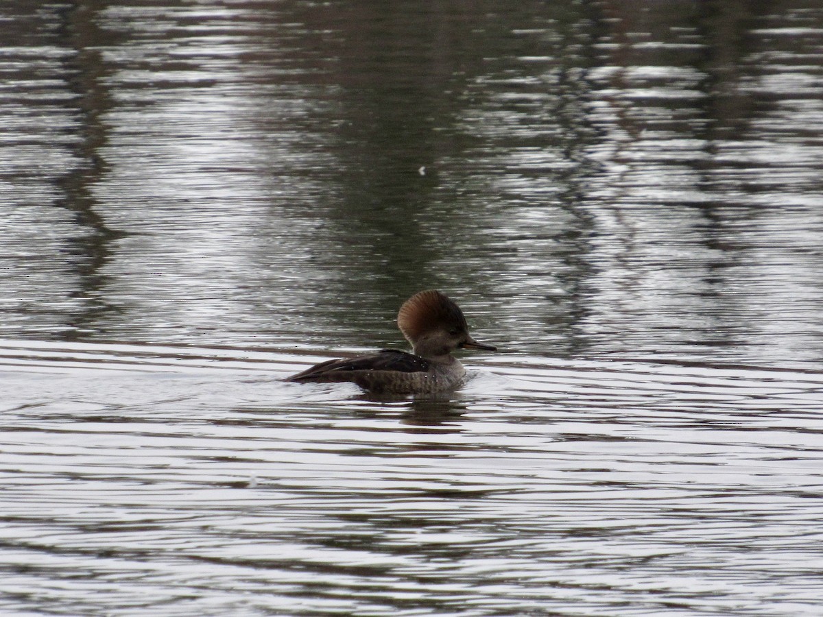 Hooded Merganser - ML645392634