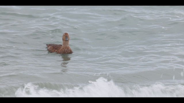 Гага-гребенушка - ML645392650