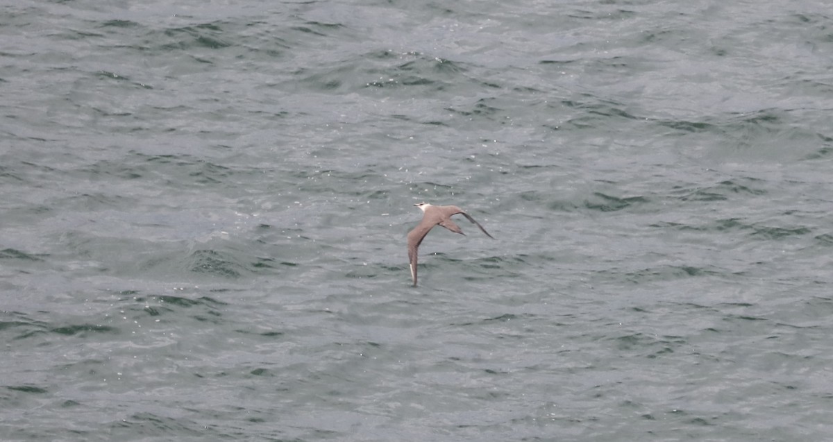 Korsanmartı - ML645392651