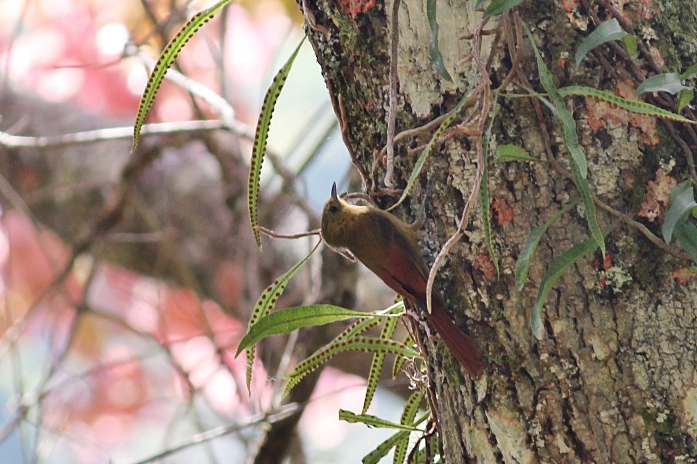 Olivaceous Woodcreeper - ML645392660